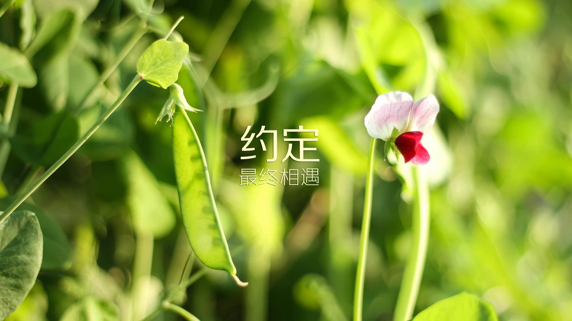 巴黎圣日耳曼轻松连胜，夺冠奖杯来者居上，巴黎圣日耳曼比赛集锦