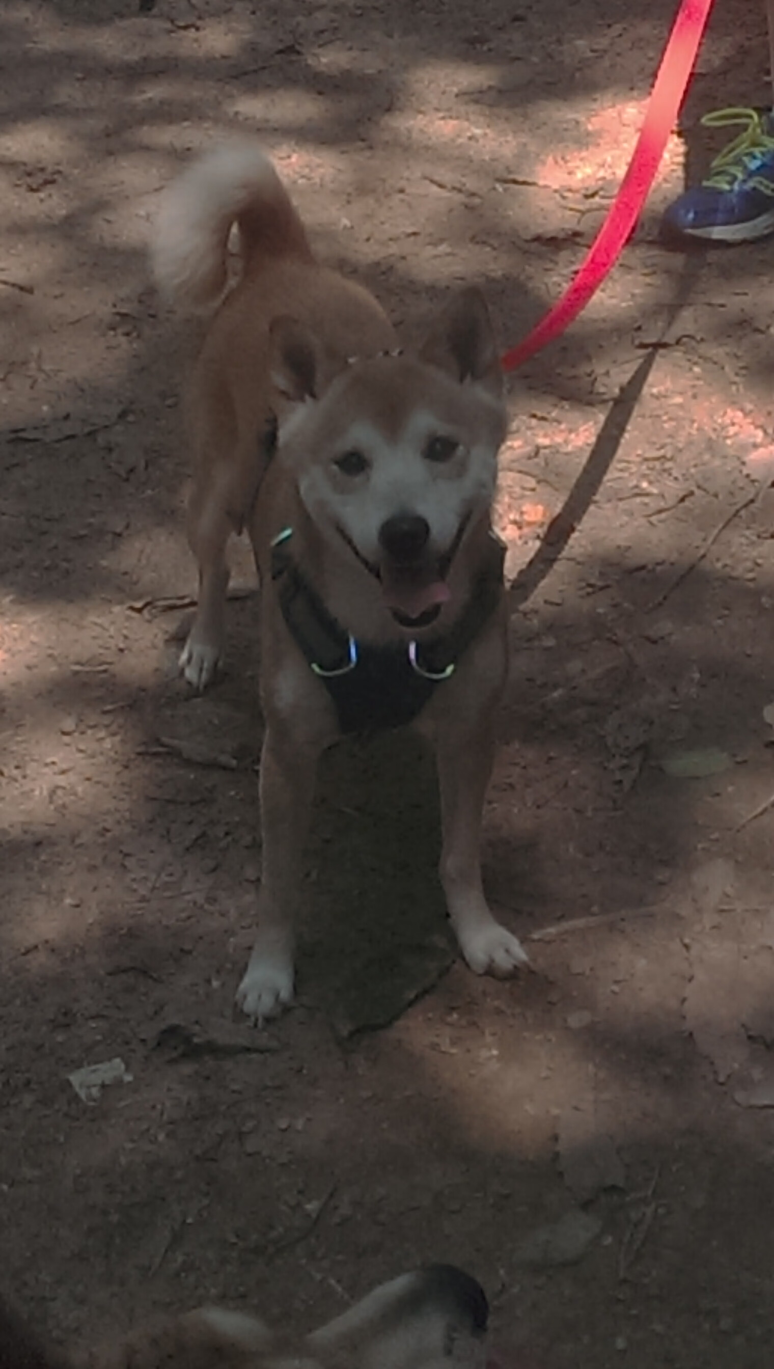 巴黎圣日耳曼主场迎战马赛，巴黎圣日耳曼vs马赛直播视频