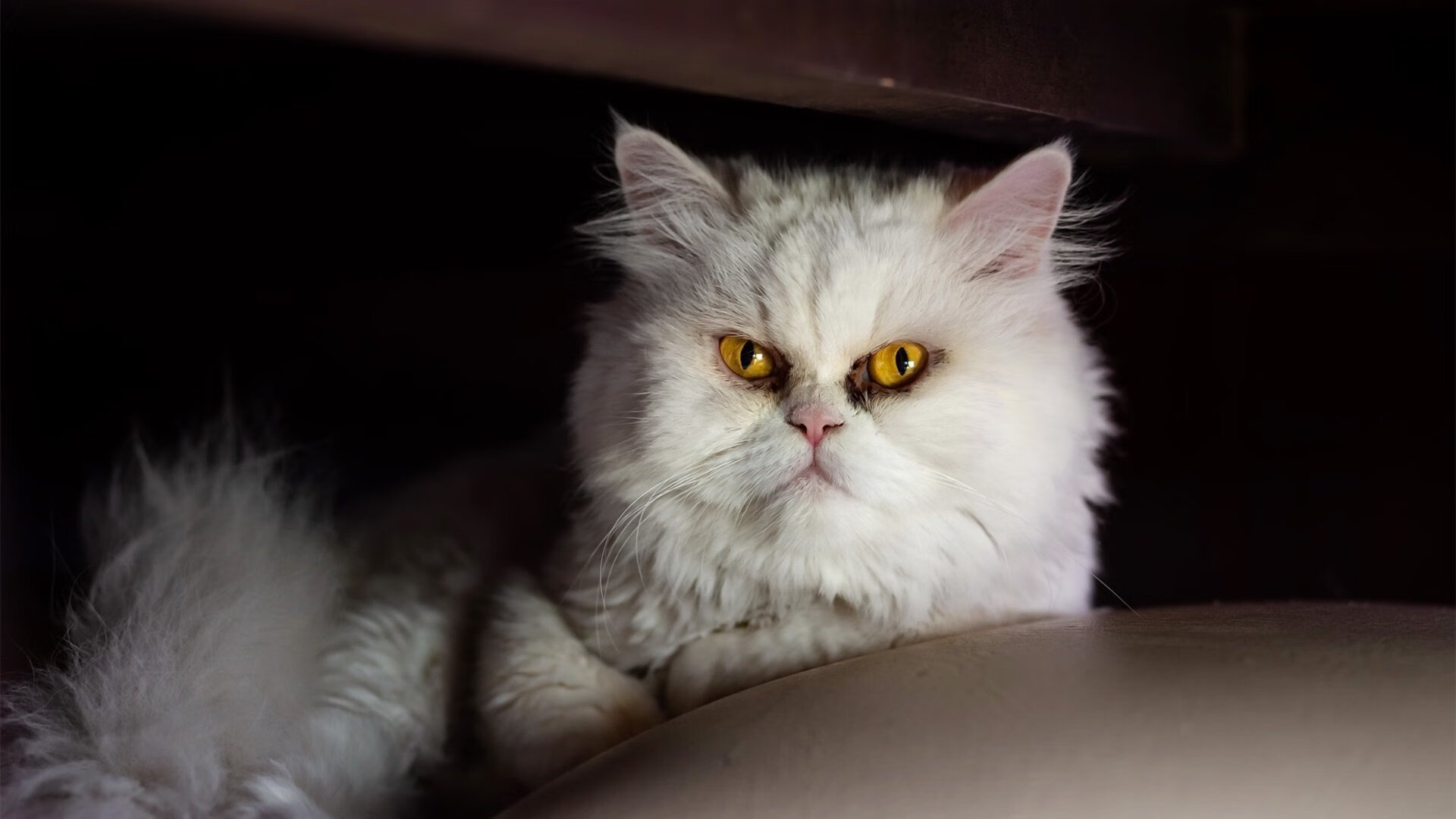 体育纪录片上线展现冠军背后的故事，体育纪录片主题